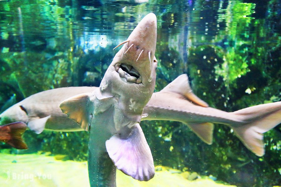 樂天世界水族館