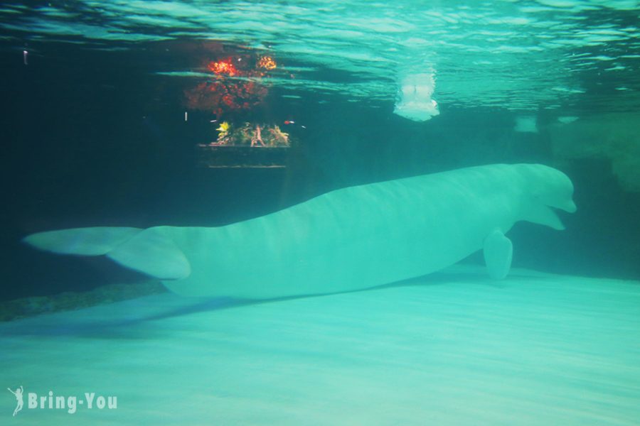 樂天世界水族館