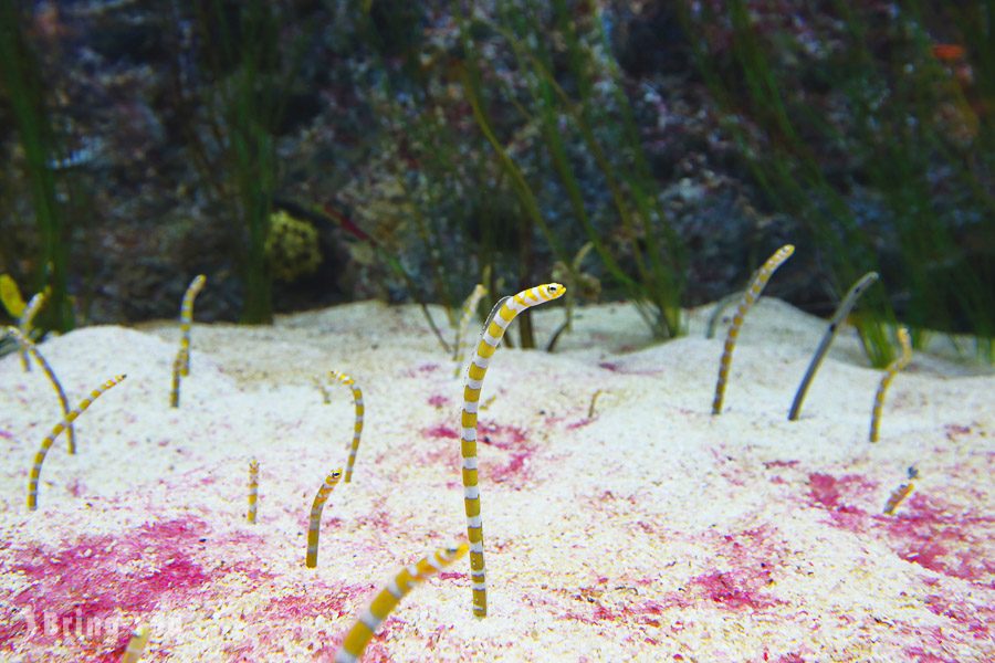 乐天世界水族馆