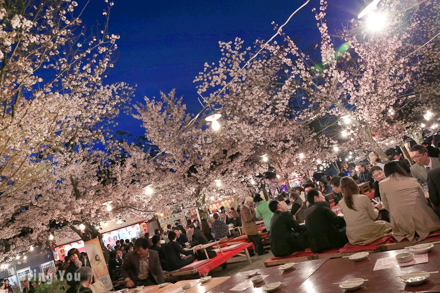 京都圆山公园夜樱