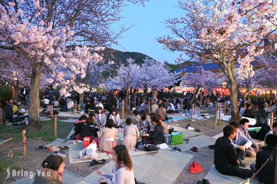 京都圓山公園夜櫻