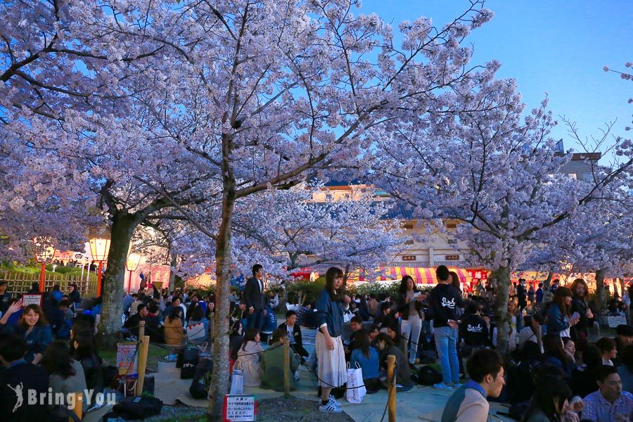 京都圆山公园夜樱