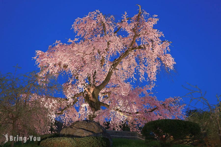 圆山公园樱花女王