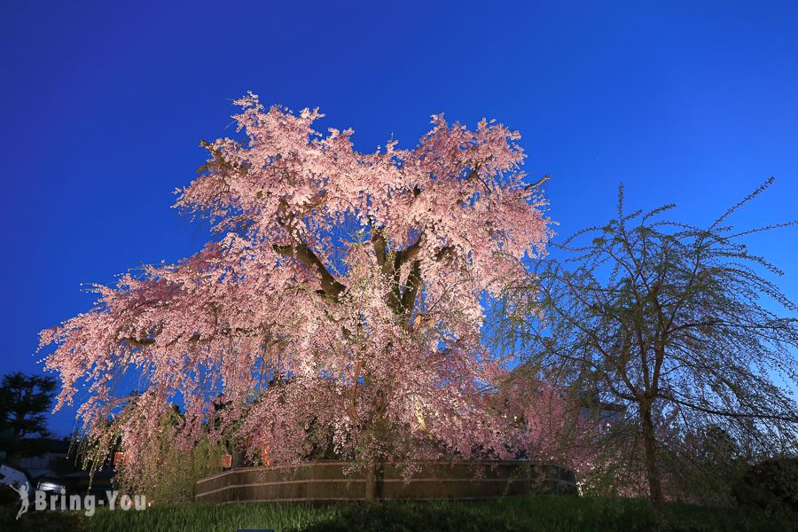 圓山公園櫻花女王