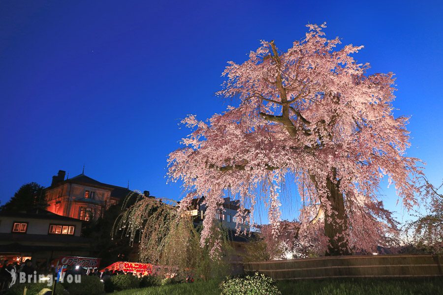 圆山公园樱花女王