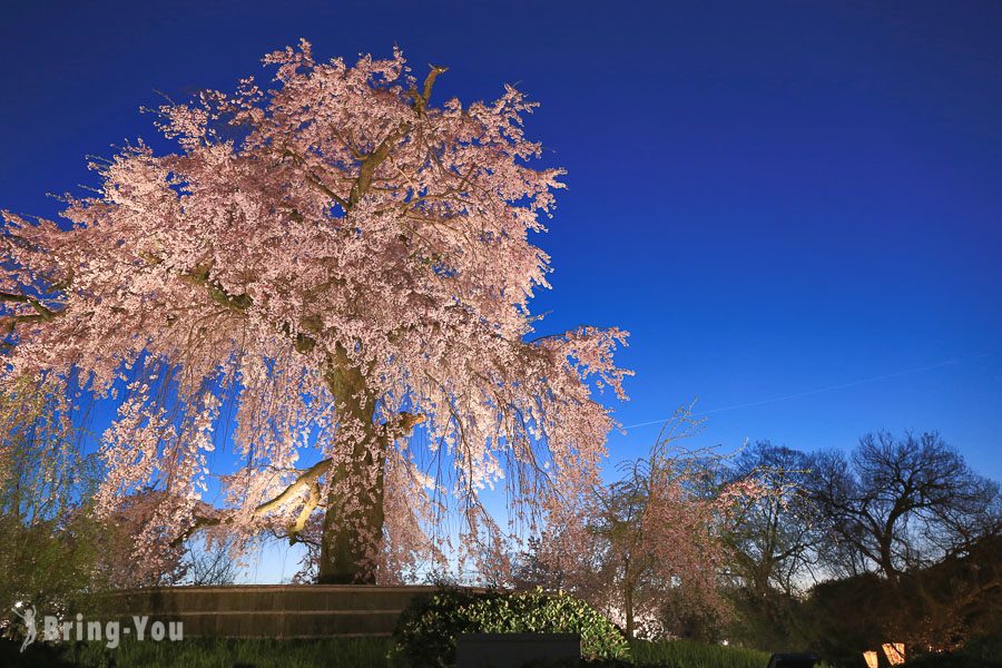 圓山公園櫻花女王