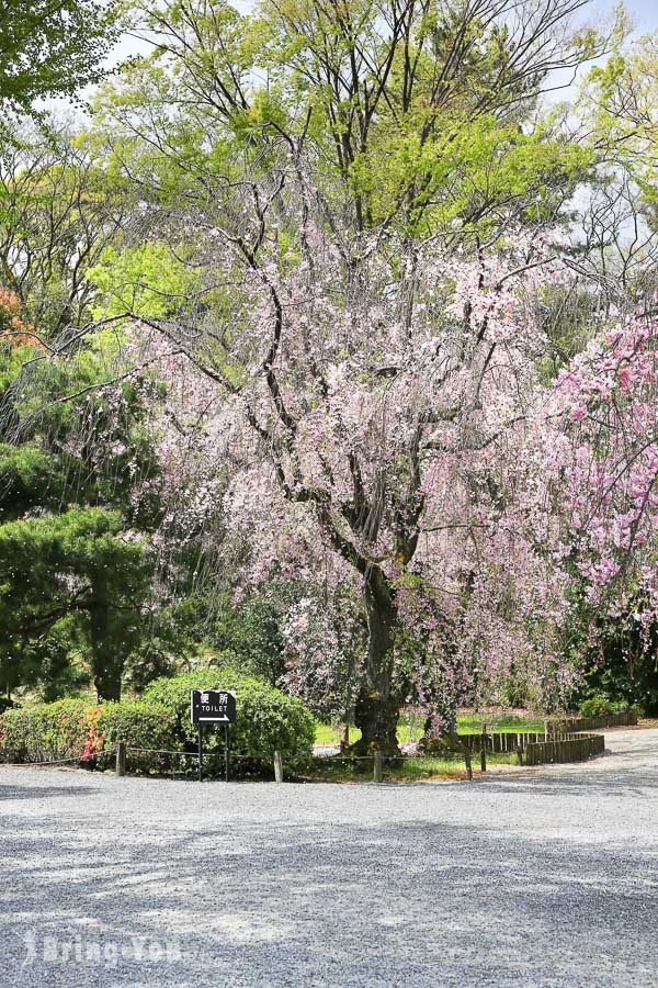 京都二条城櫻花