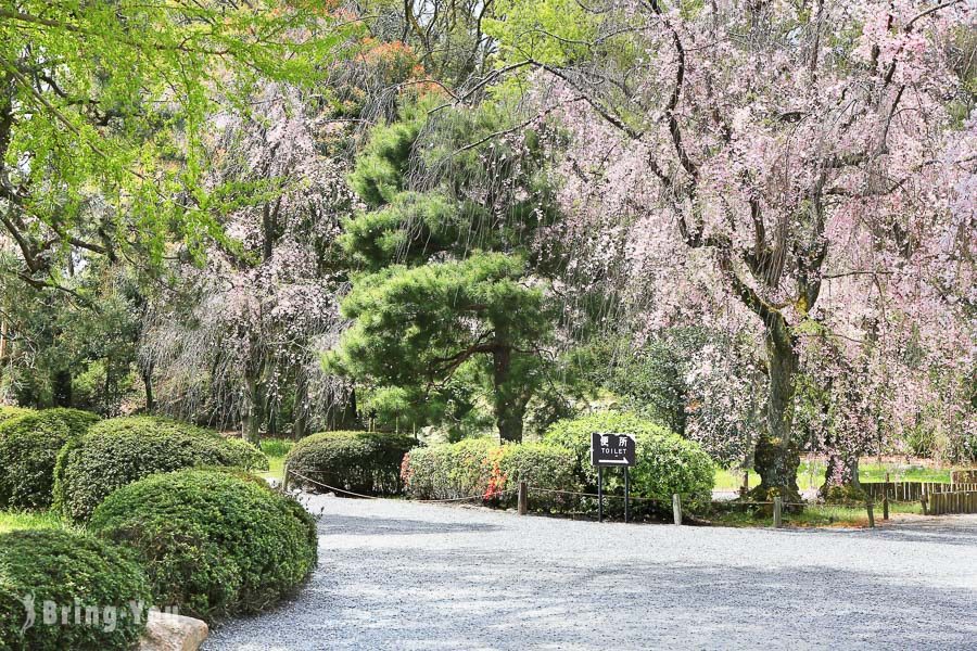 京都二条城樱花