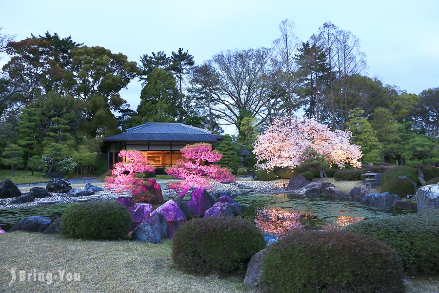 京都二条城夜樱