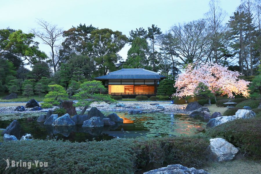 京都二条城夜櫻