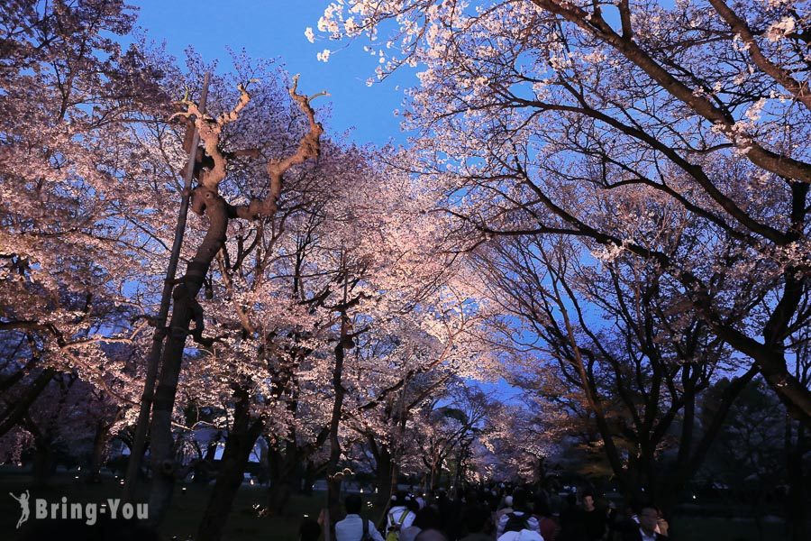 京都二条城夜樱