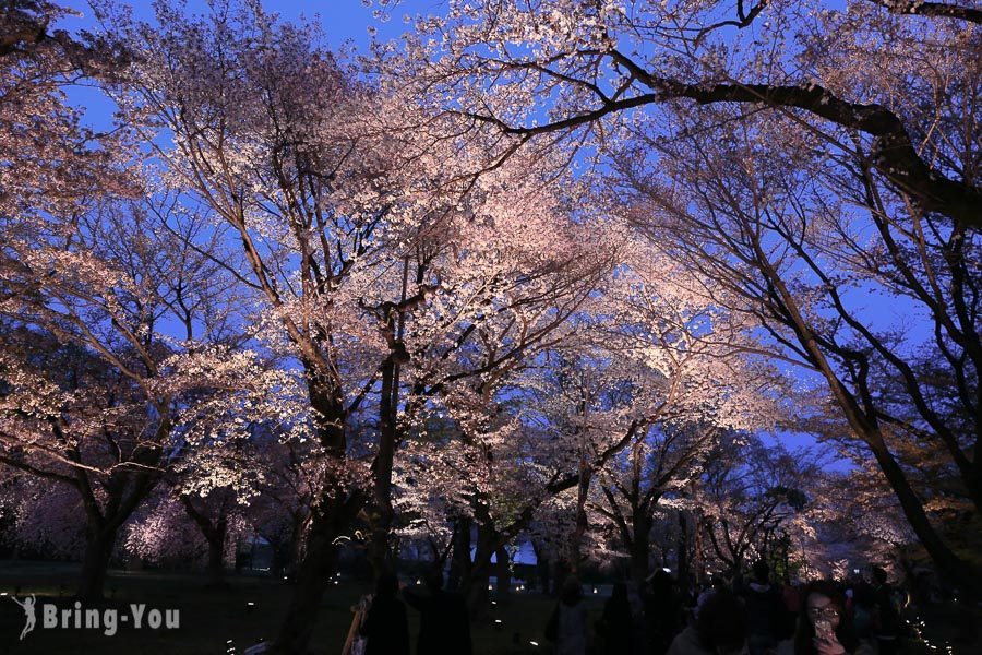 京都二条城夜樱