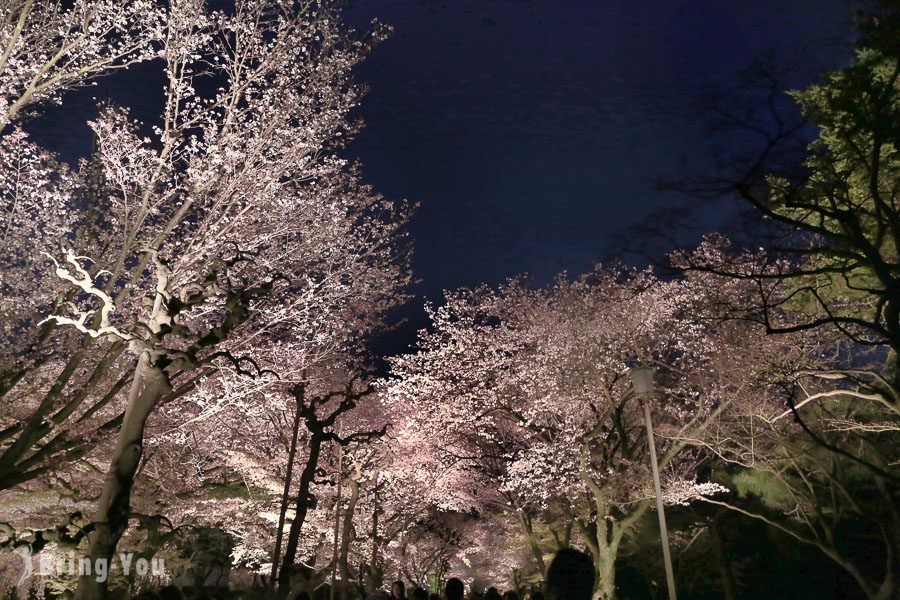 京都二条城夜櫻