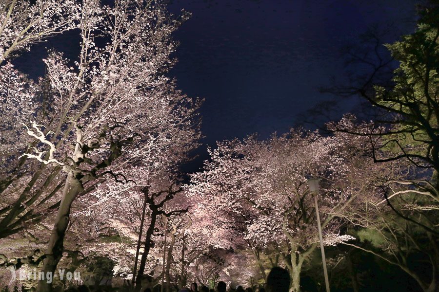 京都二条城夜樱