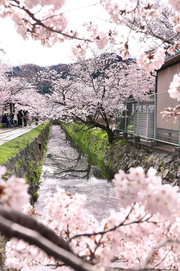 京都哲學之道