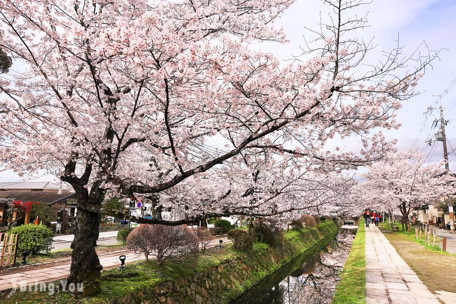 【京都賞櫻景點】哲學之道：春天櫻花、夏天綠葉各有風情
