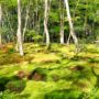 Gioji Temple: A Tranquil, Moss-Covered Sanctuary in Arashiyama, Kyoto