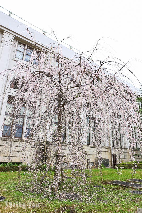 大阪造币局樱花通