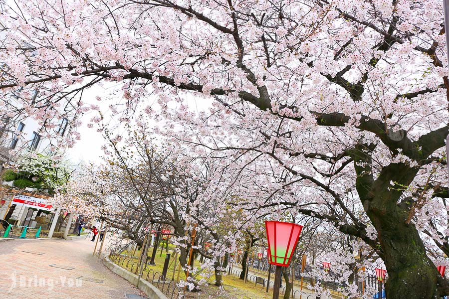 【⼤阪賞櫻景點】大阪造幣局博物館、大阪造幣局櫻花通，大阪人氣最夯賞櫻名所！