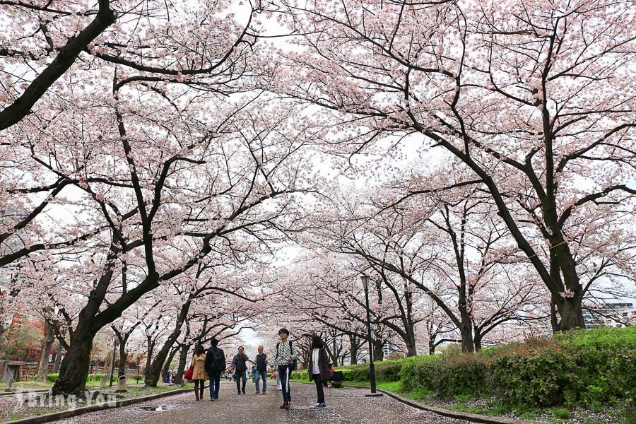 京都賞櫻景點