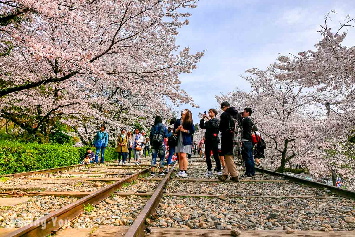 京都赏樱景点