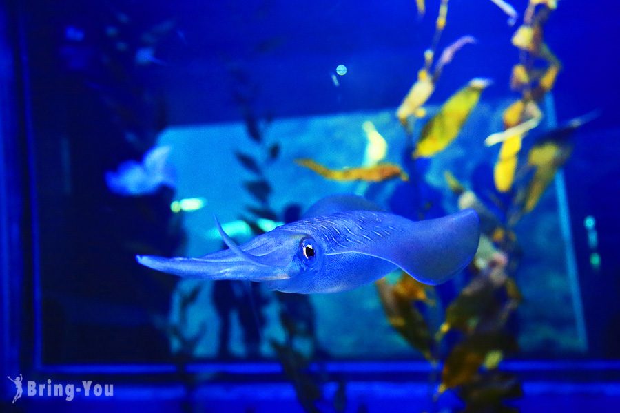 ⼤阪海游馆