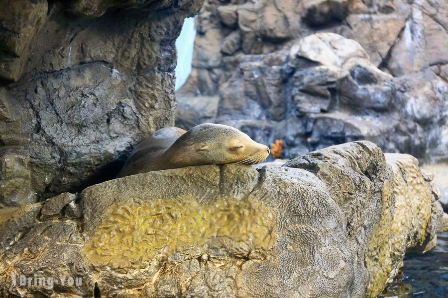 ⼤阪海游馆