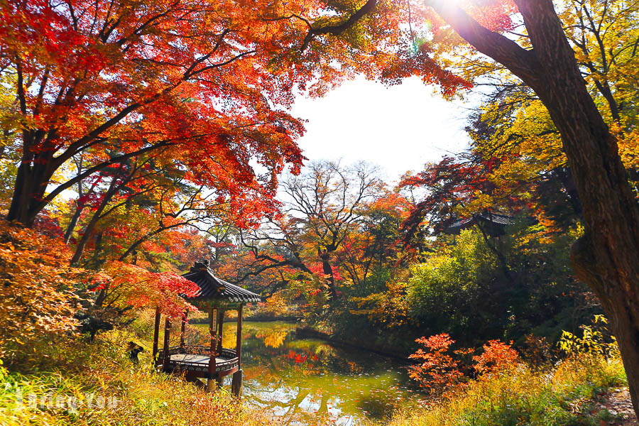 【首爾紅葉景點】昌德宮秘苑線上預約入園方式，韓國秋季賞楓秘境秘苑後花園