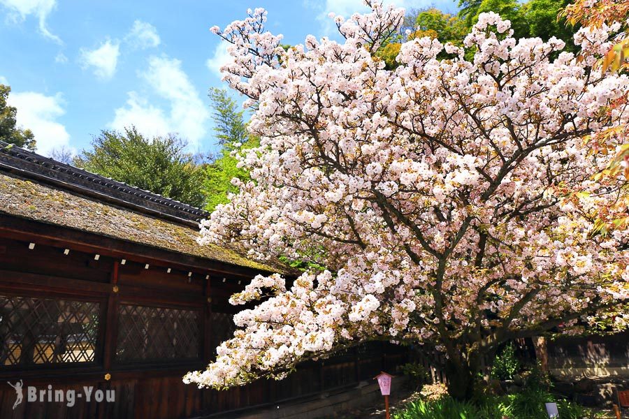 京都赏樱景点