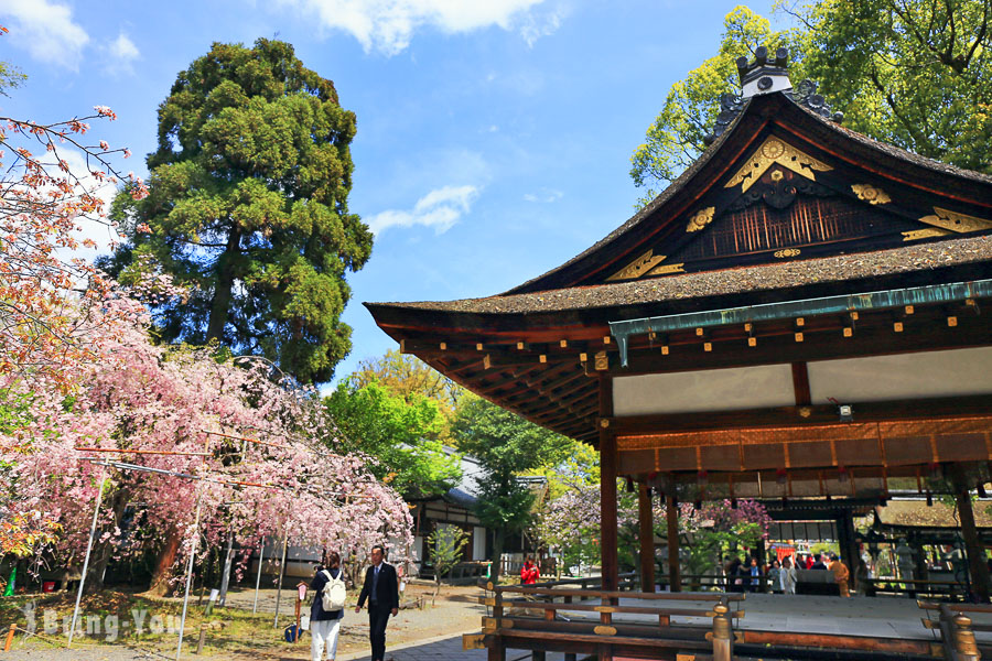 【京都賞櫻景點】平野神社：花種高達50種之多，號稱最長花季的免費櫻花名所