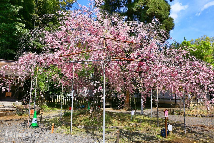 平野神社