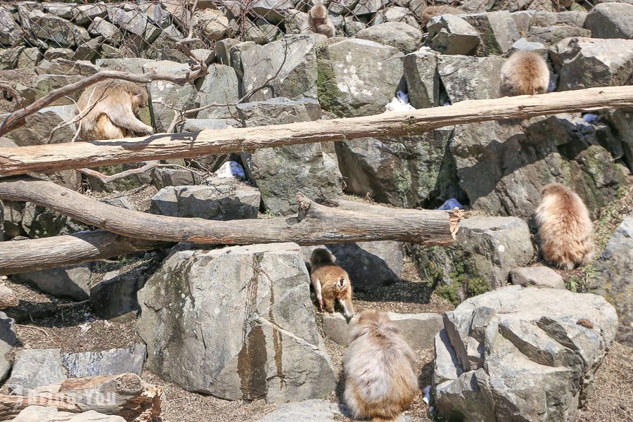 地狱谷野猿公苑