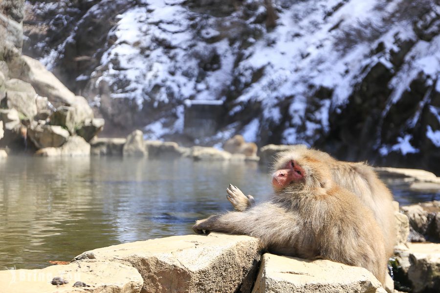 地獄谷野猿公苑