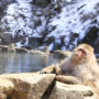 【日本長野】地獄谷野猿公苑一日遊行程，來去看猴子泡溫泉（交通方式分享）