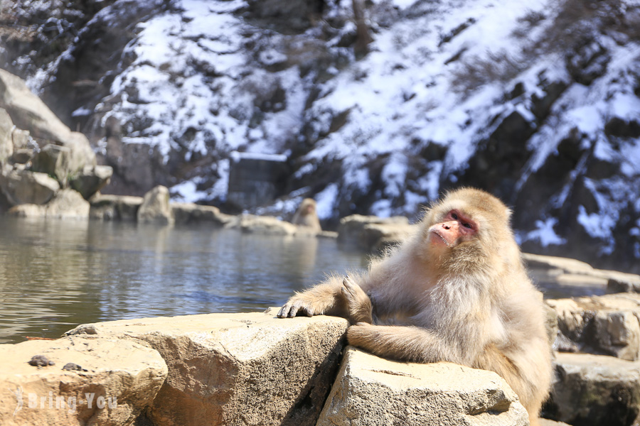 【日本长野】地狱谷野猿公苑一日游行程，来去看猴子泡温泉（交通方式分享）