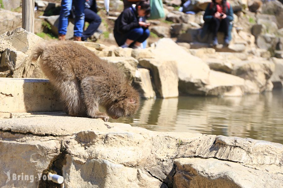 地獄谷野猿公苑