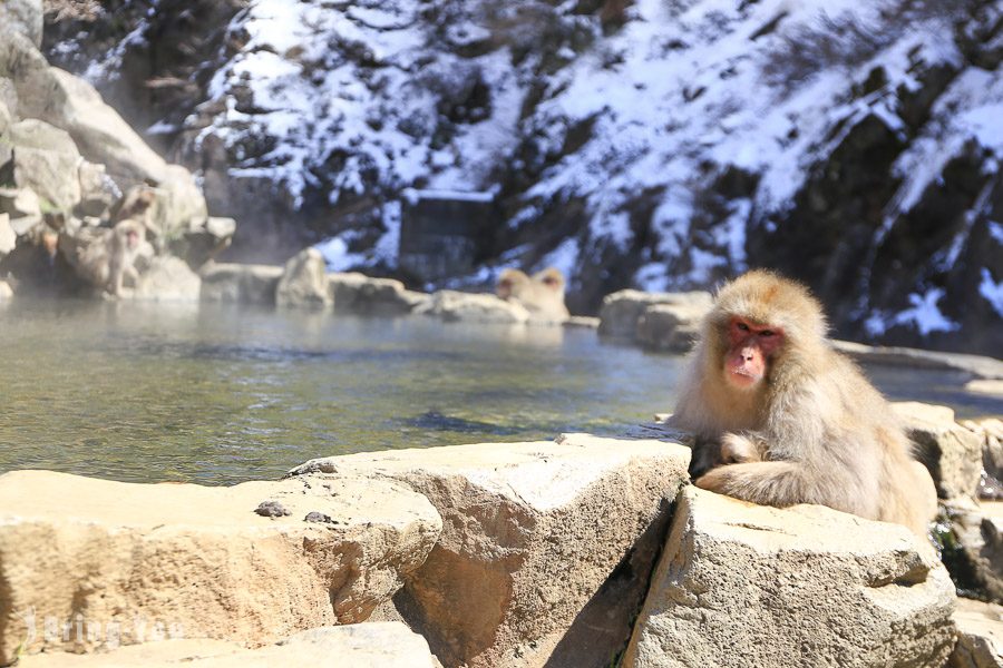 地狱谷野猿公苑