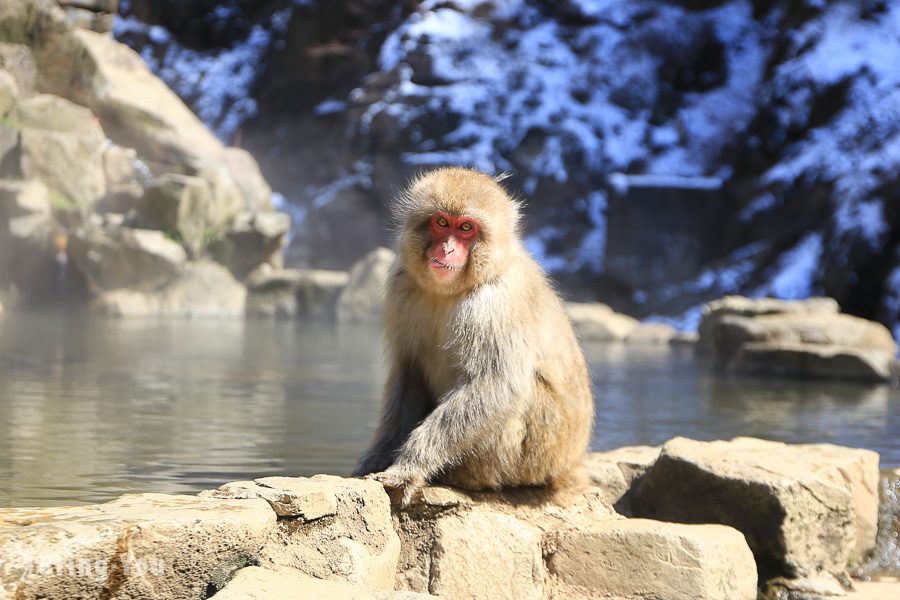 地獄谷野猿公苑