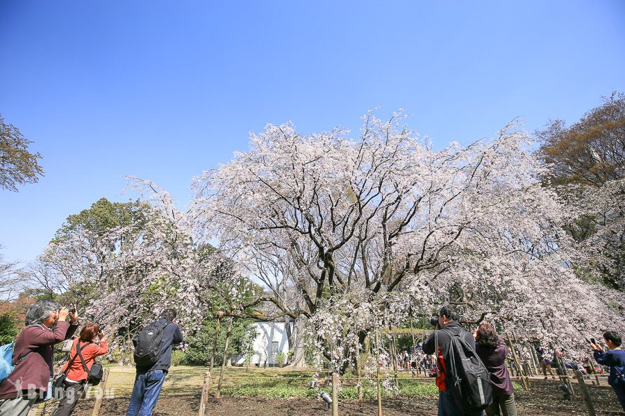 六義園櫻花