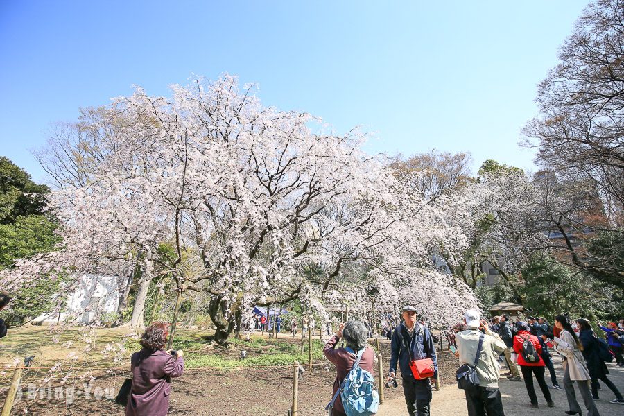 六義園櫻花