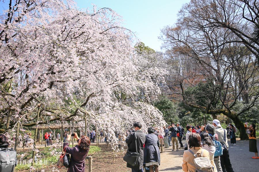 六義園櫻花