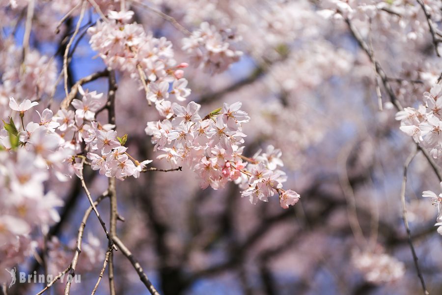 六義園櫻花