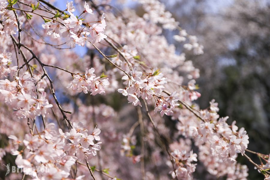 六義園櫻花