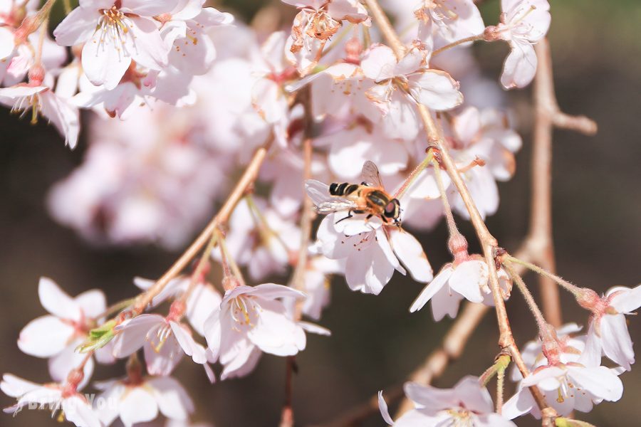 六義園櫻花