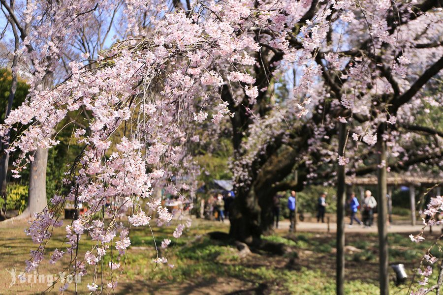 六義園櫻花