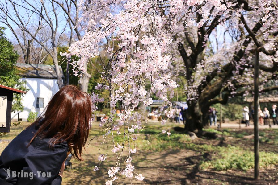 六義園櫻花