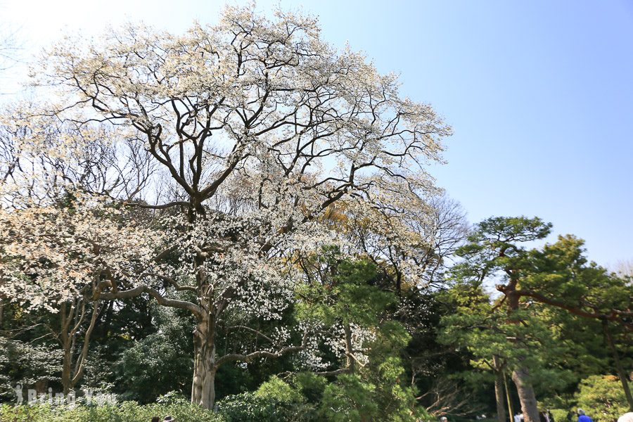 六義園櫻花