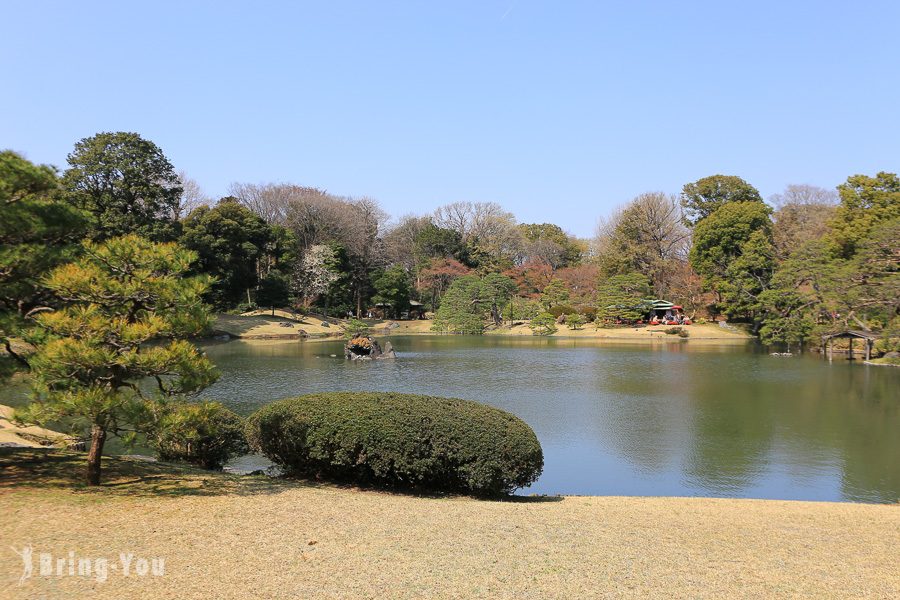 六義園櫻花