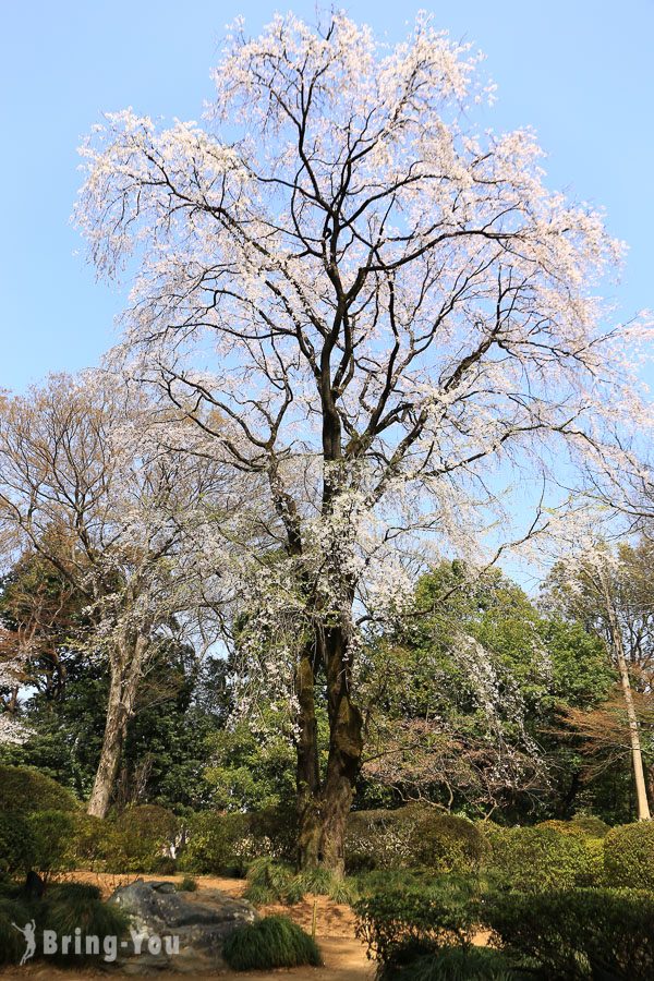 六義園櫻花