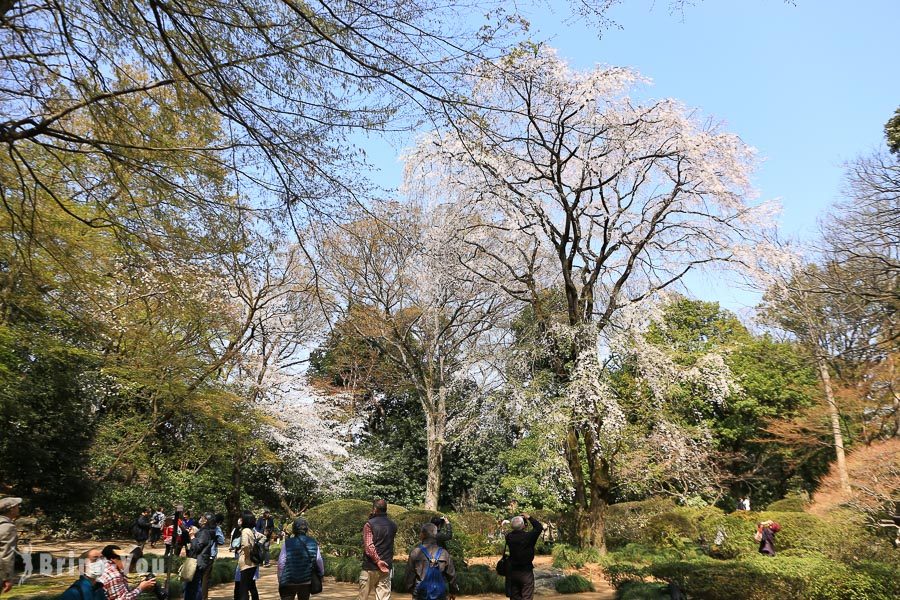 六義園櫻花